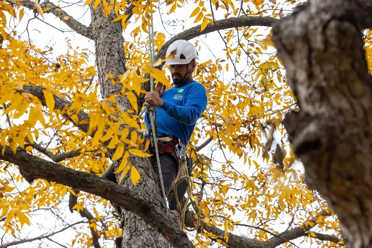 Skilled Tree Transplanting crew working in Burlington